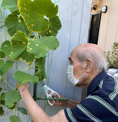 夏野菜と稲の成長