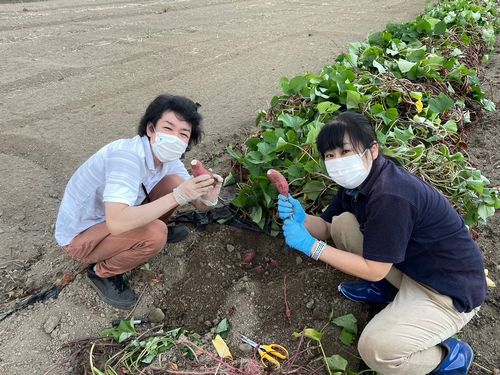 芋堀り